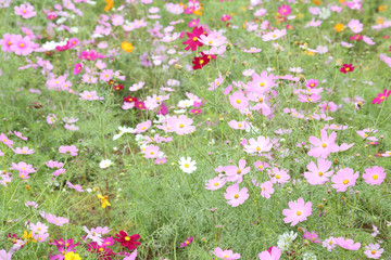 コスモス畑
