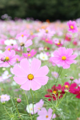 コスモス畑