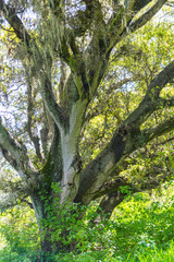 Fototapeta premium Tree-9