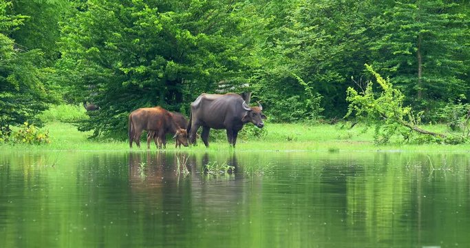 Buffalo calf with mother on lake edge near green forest. Wild animals safari landscape, beautuful nature of Yala National Park in Sri Lanka