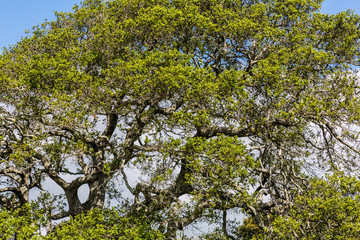 Trees found in the Helen Putnam Regional Park in Petaluma