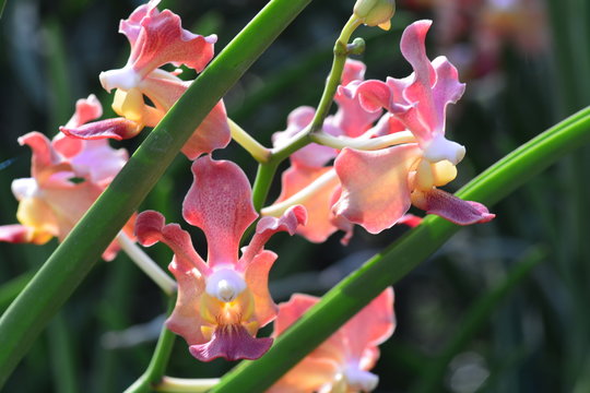 Udon Sunshine Orchid
