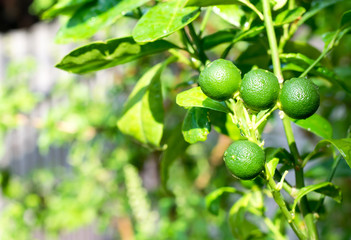 the baby green orange hang the orange tree in farm