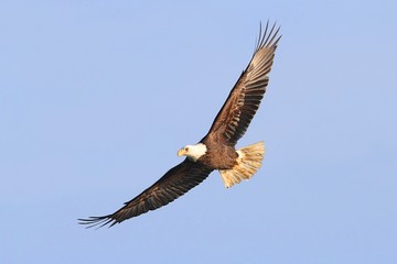 Fototapeta na wymiar Bald Eagle (haliaeetus leucocephalus)