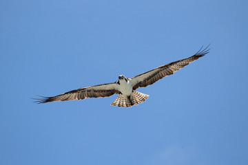 Osprey (pandion haliaetus)