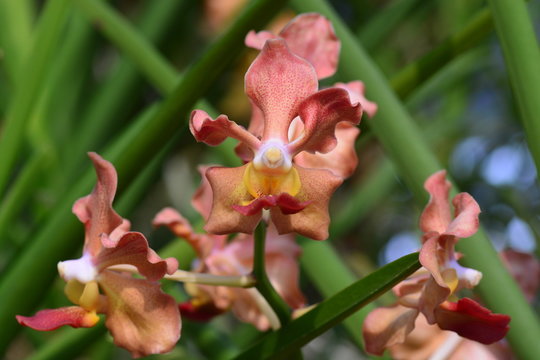 Udon Sunshine Orchid