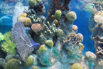 colorful coral reef underwater and fish