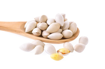 ginkgo biloba on white background