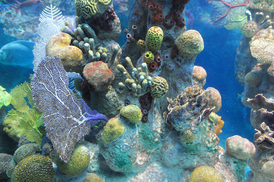Fototapeta colorful coral reef underwater and fish