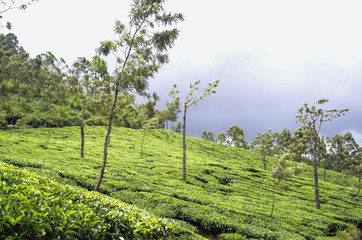 Obraz premium Tea plantation in Kerala, India