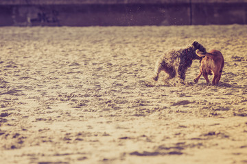 Two mongrel dogs playing together on beach