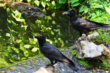 Obraz premium crow is a bird of the genus Corvus.