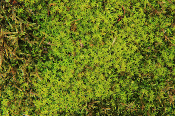 Fototapeta na wymiar green moss background