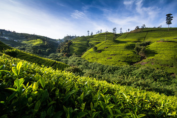 Lush tea plantations in central hills of Nuwara eliya, Sri lanka.