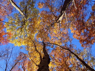 Colors of Autumn