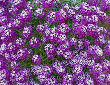 Fototapeta Close up of Alyssum  Royal Carpet purple flowers