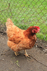 hen in the home farm