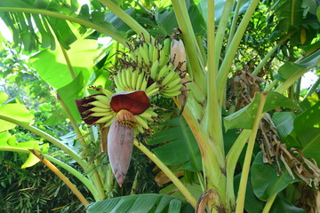 banana flower © ideation90