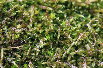 green moss background