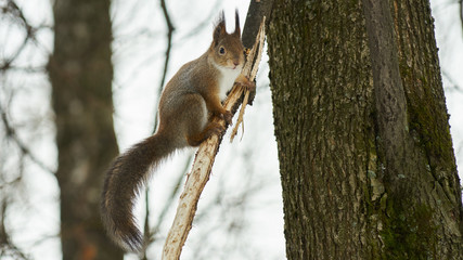 Squirrel sits on a tree