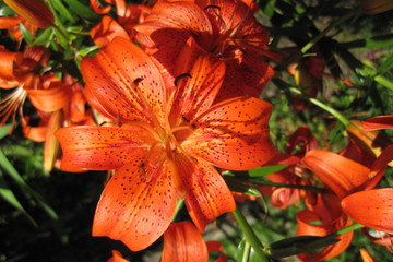 orange lily flowers