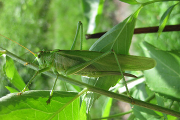 big green grasshopper