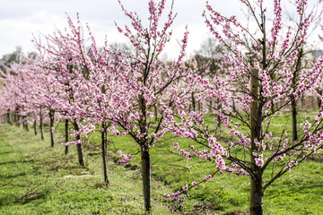 Rosa bl&uuml;hende Kirschb&auml;ume 