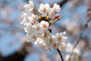 桜の開花の始まり