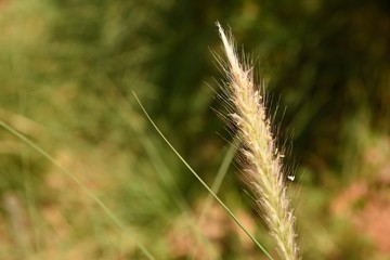 Grass Flower in natural surrounding