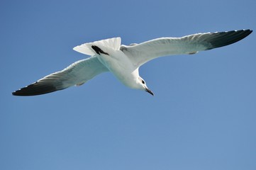Bird in the clear sky