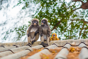 Thailand wildlife: spectacled langurs family, male, female and an orange baby in Prachaup Khiri Khan. Every day, the tribe leaves their nature habitat in a mountain forest to get some food from people
