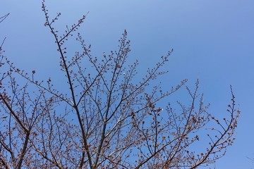 桜の蕾