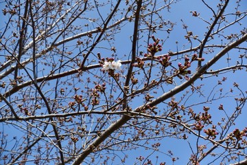 桜の蕾