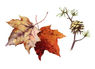 Watercolor Maple Leaves and Fir Cone On Branch Hand Painted Fall Illustration Set isolated on white background