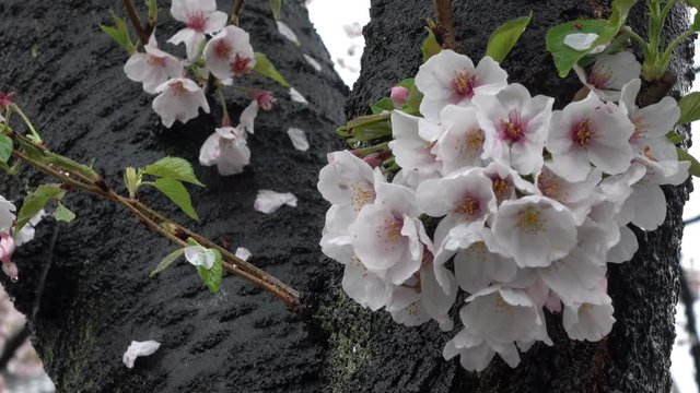 4K・青空と満開の桜_4-298
