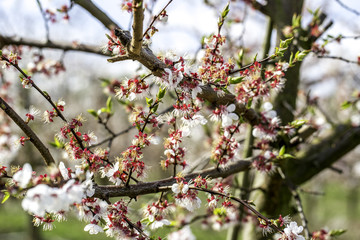 Weiß blühende Obstbäume im Frühling
