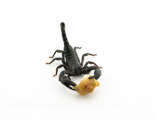 Scorpions are eating food on white