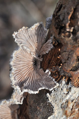 Shizophyllum commune, healing mushroom, Small mushroom growing on sick tree
