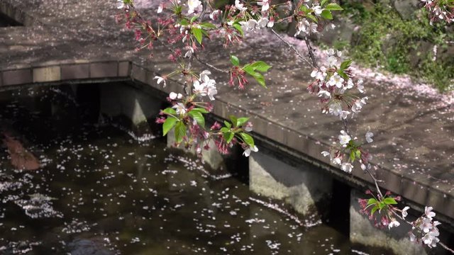 4K・小川と散る桜_4-299