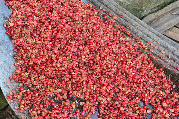 Pulping The Coffee Berry