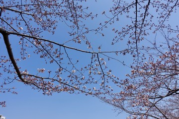 桜の蕾