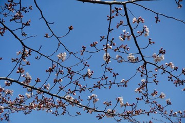 桜の蕾