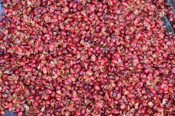 Pulping The Coffee Berry