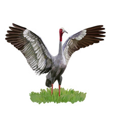 Sarus Crane bird spread the wings on green grass