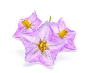eggplant flower isolated on white background