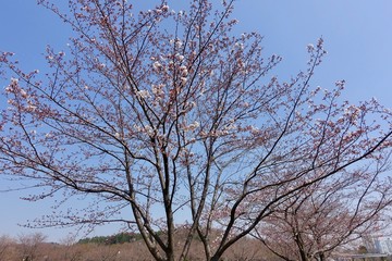 桜の蕾