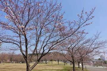 桜の蕾