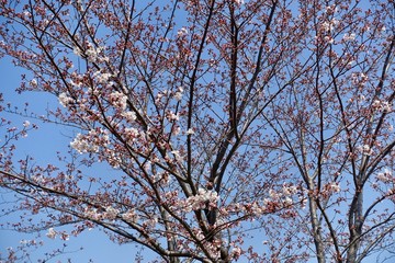 桜の蕾