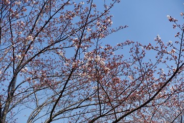 桜の蕾