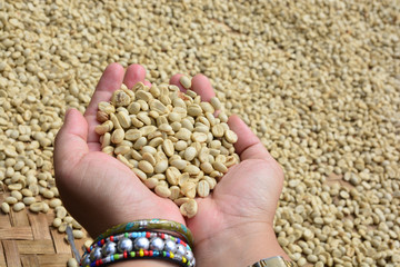 drying coffee beans (parchment coffee) in hand